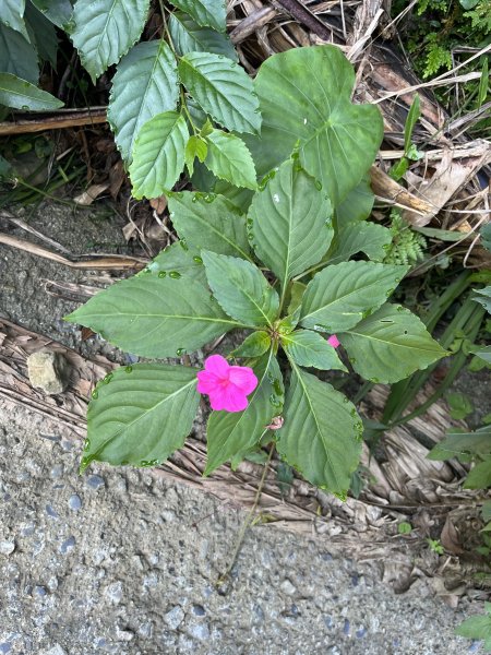 [嘉遊好步道．來嘉走走-08/10] 2024_1013 阿拔泉山稜線步道2627527