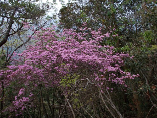 東閂岡山﹑梅松山﹑真巴烈山﹑麻加拉路山﹑摩里克安山1357362