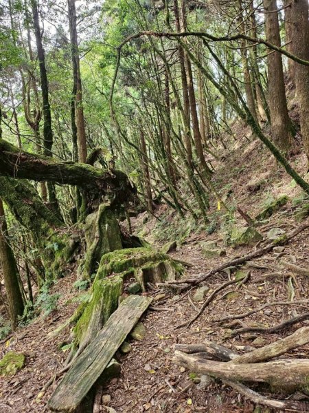 20260528特富野古道舊水山鐵道上北霞山連走東水山、兒玉山3064957