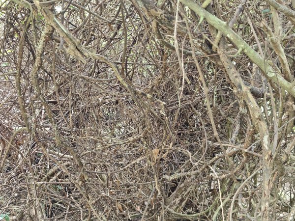 [百山百鳥尋旅-02/15] 2025_0809 社頂自然公園步道2857031