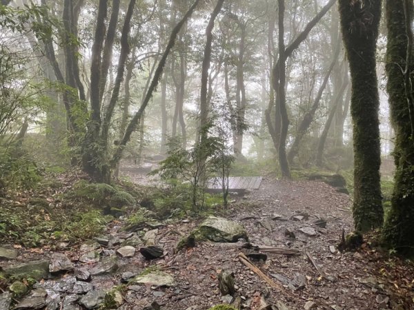 檜山巨木森林步道2224147