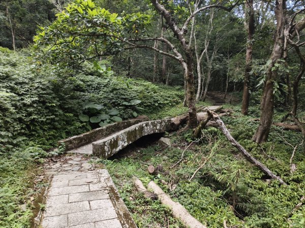 [百山百鳥尋旅-09/15] 2025_0920 滿月圓國家森林遊樂區步道群2893069