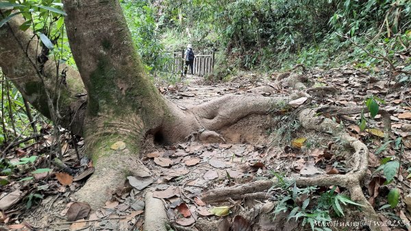 《台中》觀九九峰｜霧峰青桐林生態步道群202511092932223