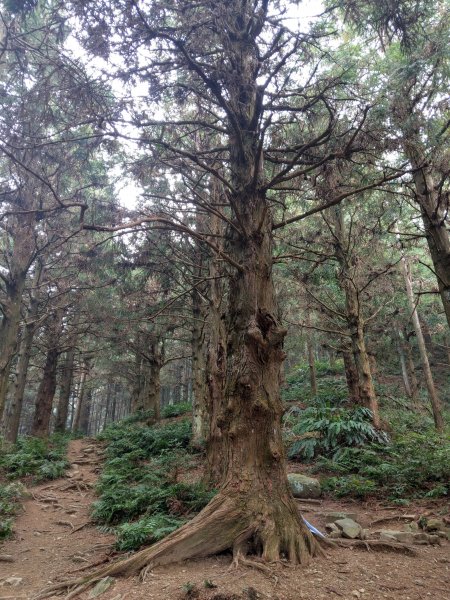 香杉秘境@長壽山：還有孟宗竹林及柳杉混合林、加碼夫妻樹1480567