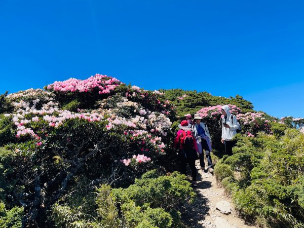 1150520合歡東峰杜鵑花3058101