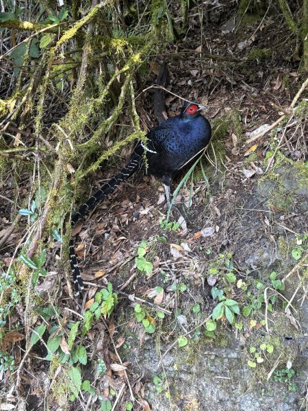 20251225塔山步道(大塔山)2970392