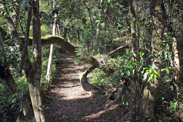 復興枕頭山古砲台步道O型封面