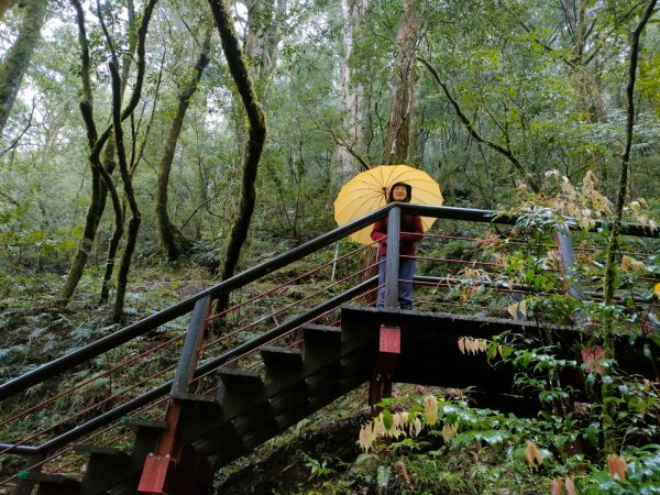 1110326 拉拉山神木區雨中漫步1655042