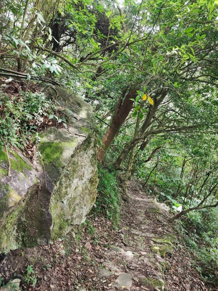 環七星山人車分道步道-陽金公路段 - 走遍陽明山尋寶任務2255023