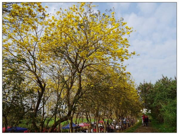 嘉義/朴子溪風鈴木874425