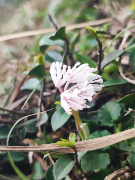 2026台北大縱走3014258