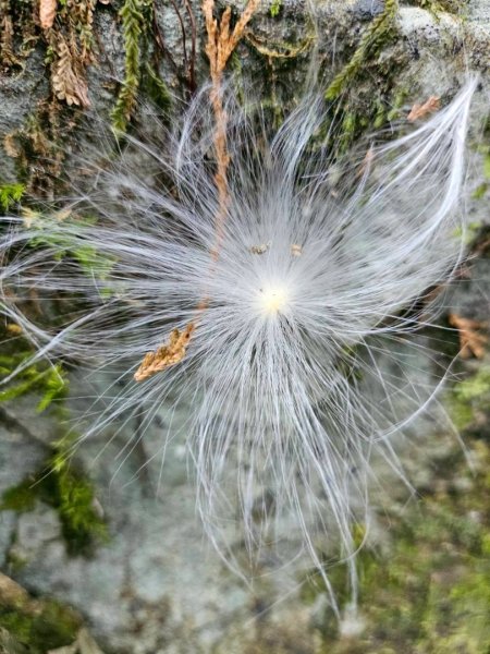 20260330十字路車站O繞多林車站 得恩亞納3027285