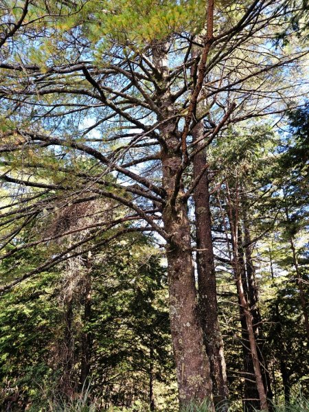 大雪山神木步道2962642