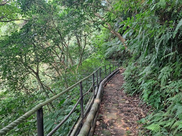 20240201故宮-狗殷勤古道-平菁街賞櫻-溪山百年水圳步道-平菁步道2458451