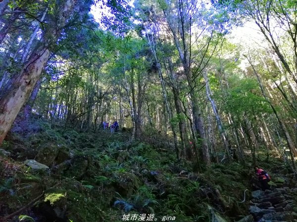 【台中。和平】綠蔭杉林大口森呼吸。 橫嶺山自然步道x橫嶺山主峰1497937