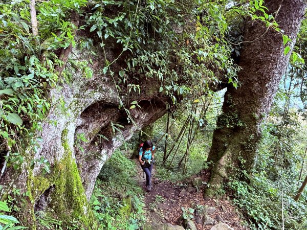 阿里山 奮瑞古道 202506282827178