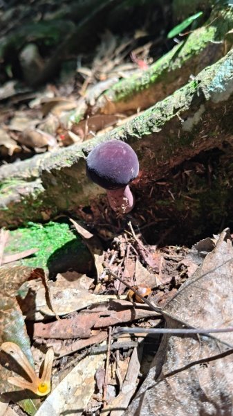 外鳥嘴蓮包山O縱2893174