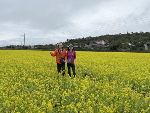 富里油菜花2704822