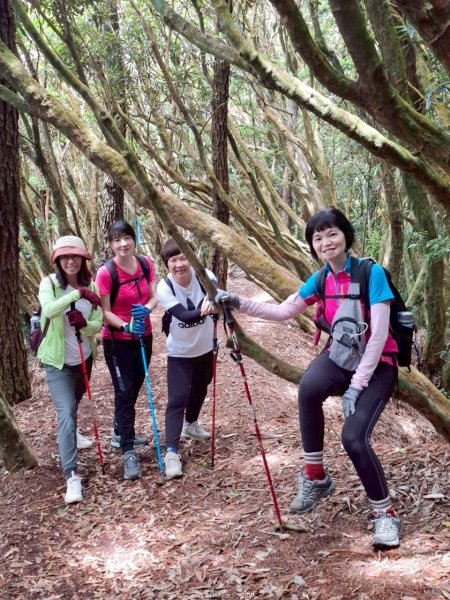 【台中和平】筆直的杉林.林相優美。 橫嶺山x沙連山P型2869039