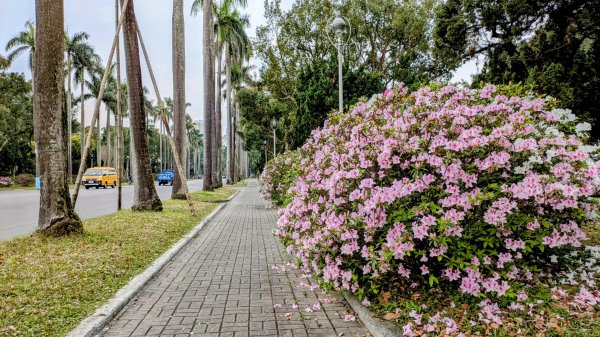 《西江月。魯冰花艷台大》2725787