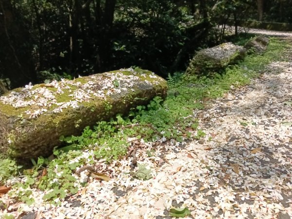 汐止區夢湖秘境桐花夢幻2773497