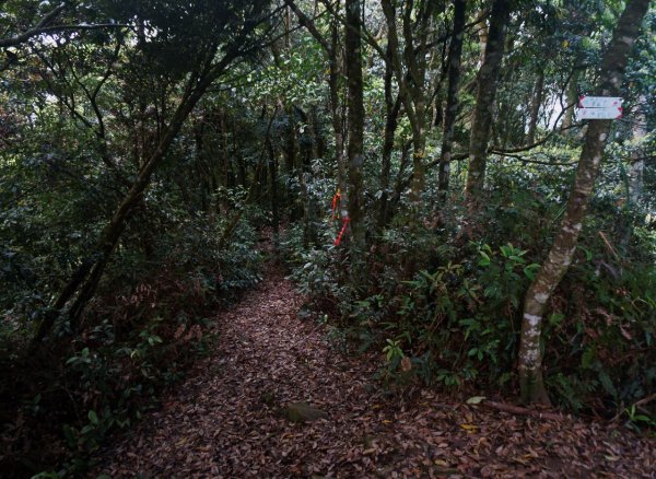 志繼山、東眼山O型1335798