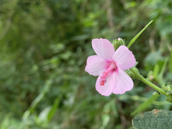 20251004高雄尾寮山-西北峰2907830