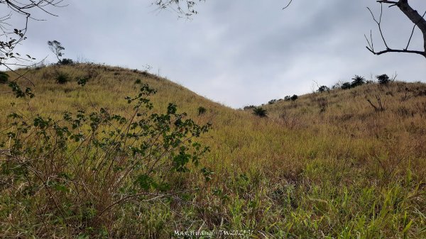 《台中》桃李爭妍｜竹坑南寮步道上竹坑山接瑞井步道O繞202502092710050