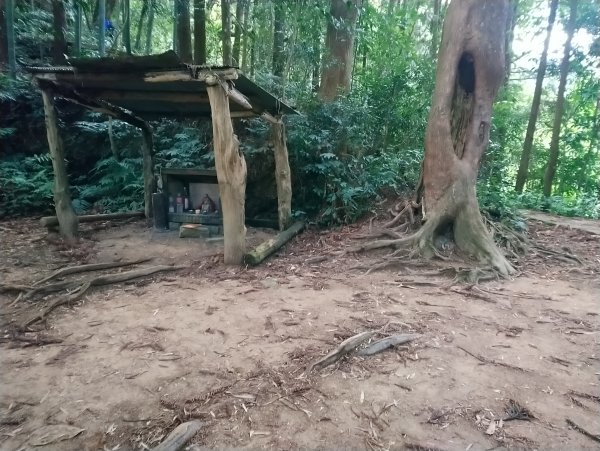 溪頭 南鳳凰山 天文台 神木O型 869814