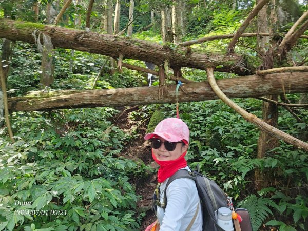 林相優美的油羅山，細數蟬鳴鳥叫2546794