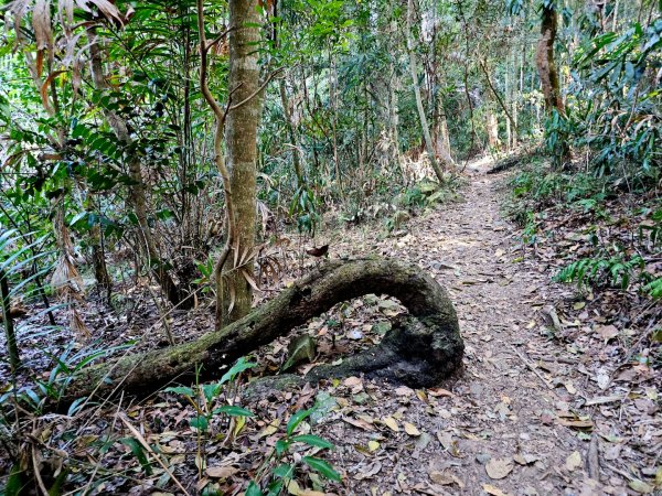 唐麻丹山-谷關七雄(老么)2991573