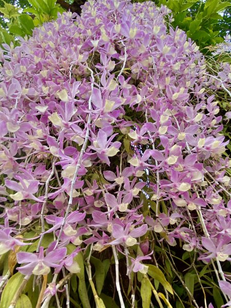 嘉義賞花趣--天宮石斛花瀑、竹崎公園花旗木    2021/4/141349456