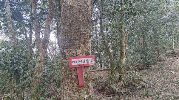 網子山、鳴海山3046438