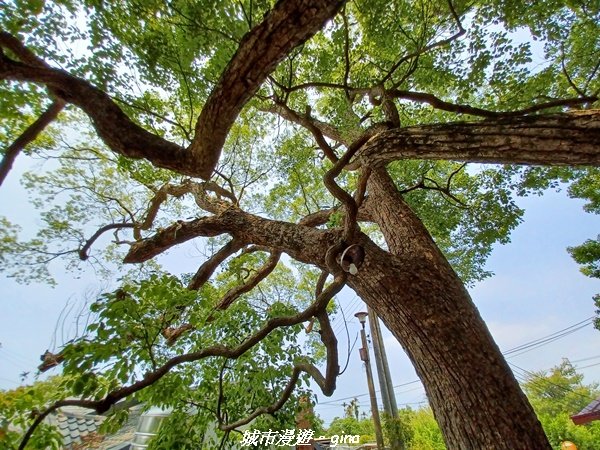 【台中外埔】高鐵觀景台、綠樹成蔭下賞桐花。 外埔水流東桐花步道2136915