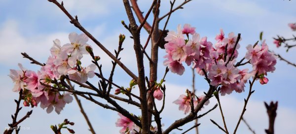 #虎山  #101大樓  #國父紀念館 #河津櫻 #中正紀念堂 2/193002644