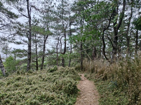 [玉山尋寶任務-08/12] 2025_0824 鹿林山步道_鹿林前山2870907