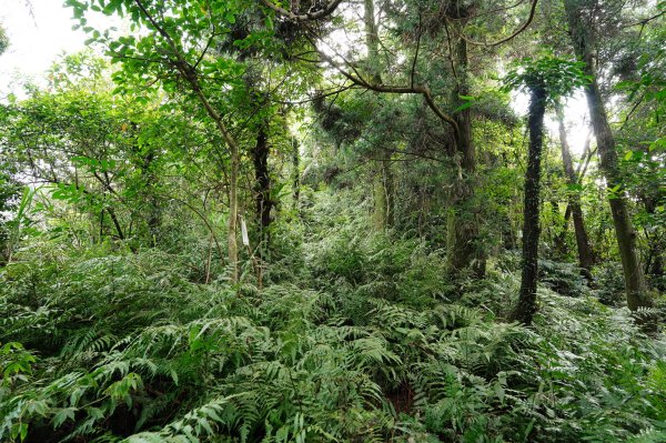 新北 烏來 火燒樟山、落鳳山2557691