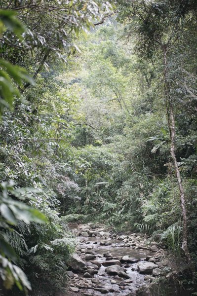 小樂的親子登山旅程-坪林金瓜寮魚蕨步道959235