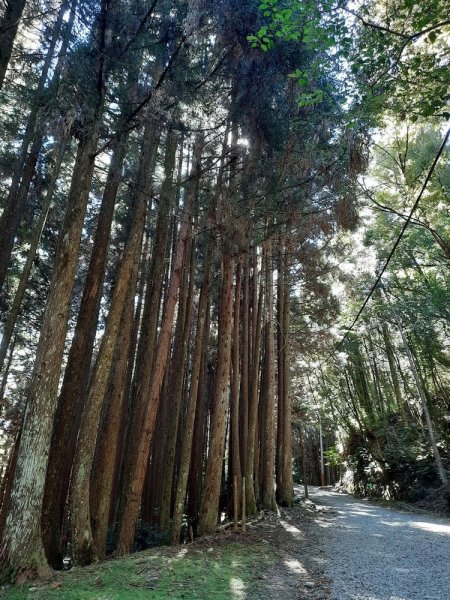 《新竹》觀霧走榛山｜觀雲海202011281190054