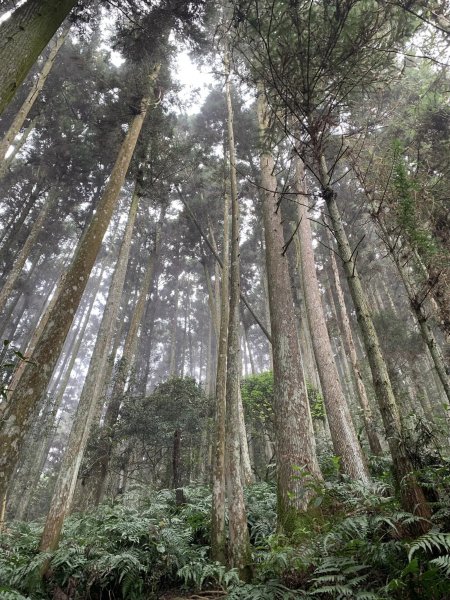 20230409鵝公髻山-第一登山口來回2103571