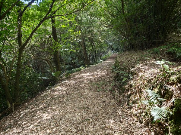 [淡蘭古道] 2026_0531 北路第四段_金字碑古道(上)-牡丹段3071005