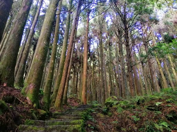 嘉義~探訪2700年樹齡之水山巨木1105302