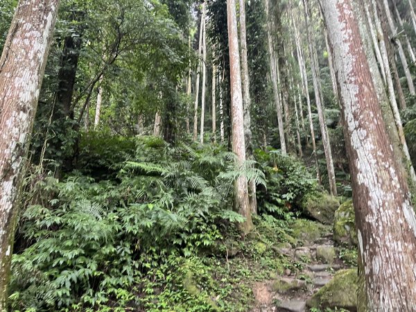 [皮皮獅Hike客任務-03/10] 2024_0720 五指山橫向登山步道2557166