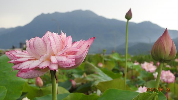 雲山水花鳥蝶-天龍國阿伯的日常6/25&261744311