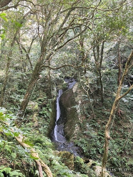 內鳥嘴山（山毛櫸、北得拉曼神木2648192