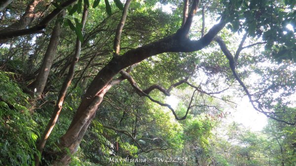 《苗栗》關刀出關｜三義關刀山出關古道(聖關段-苗56)202509052878863