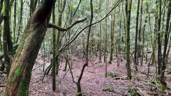 《台中》魔幻森林｜橫嶺山沙蓮山O型202104301367174