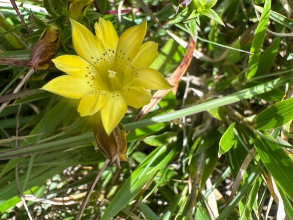 合歡山群峰（南峰、石門山、尖山、東峰）2626649