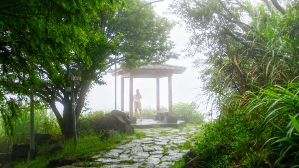 寶島波眼蝶3074059
