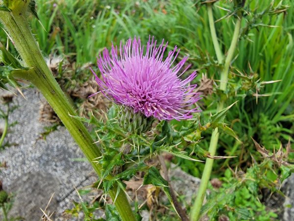 七星山主,東峰-202506212865334